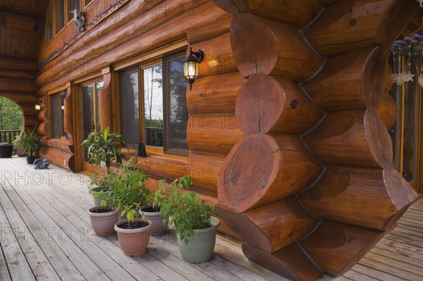 Brown reddish stained Scandinavian log cabin home facade with large chinked logs and grey wood plank veranda decorated with green plants in containers in summer, Quebec, Canada, North America