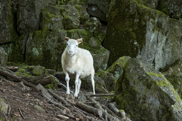 Sheep, white Domestic sheep (Ovis gmelini aries) with horn on volcanic basalt rocks, basanite, summit of Hoherodskopf mountain, Tertiary volcano, Schotten, Vogelsberg Volcanic Region nature park Park, Hesse, Germany, Europe