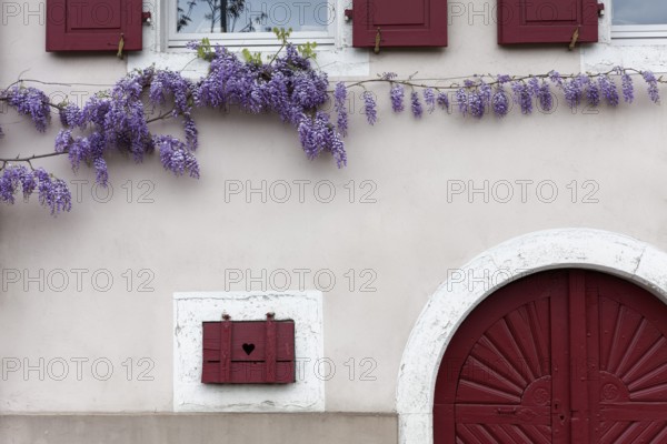 Farmhouse façade covered with wisteria, windows with hearts, purist, Sulzburg, Markgräflerland, Upper Black Forest, Baden-Württemberg, Germany, Europe