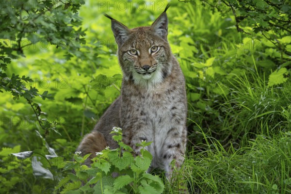 Eurasian lynx (Lynx lynx) resting in thicket of forest