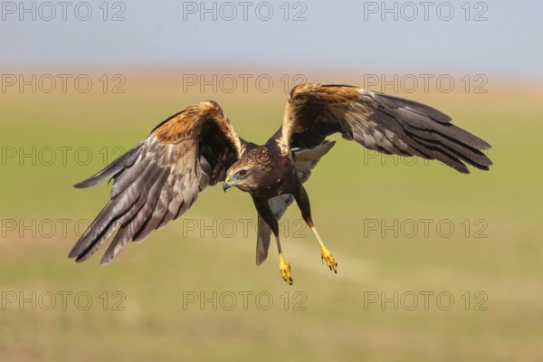 Western marsh-harrier (Circus aeruginosus), Hides de El Taray / Raptor Hide, Villafranca de los Caballeros, Castilla La Mancha / Toledo, Spain, Europe