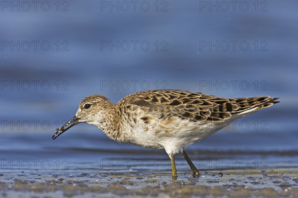 Ruff (Philomachus pugnax), female, Narew, Bialystok, Podlasie, Poland, Europe