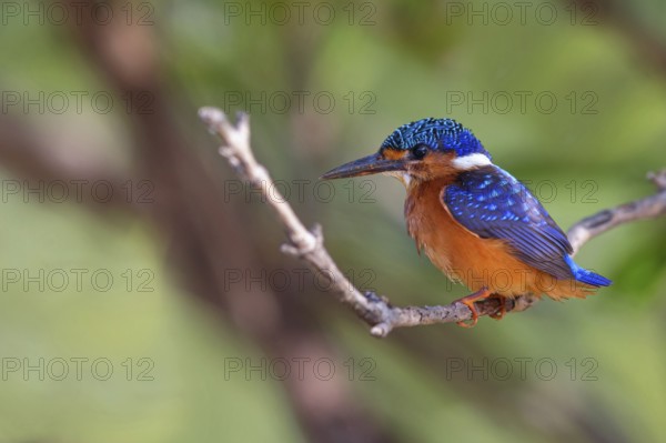 Crested Kingfisher, Corythohrnis cristatus, (Alcedo cristata), Kingfisher family, Malachite Kingfisher, Janjabureh boat trip, Janjabureh, South Bank, Gambia, Africa