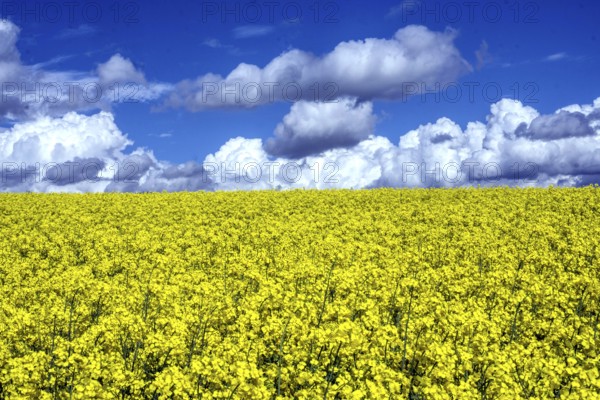 Rapeseed field and cloudy blue sky, Neinstedt, 5.05.2021