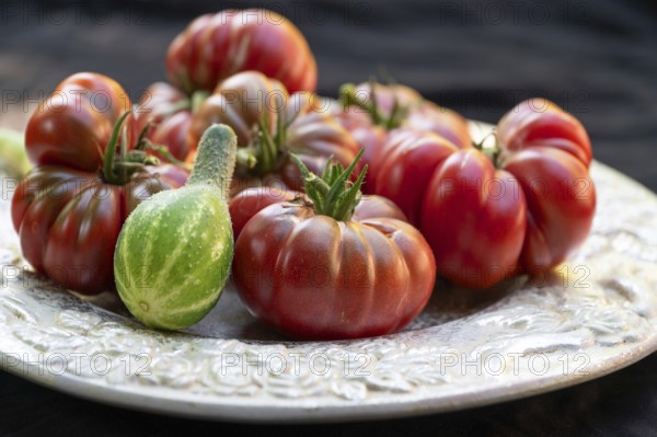 Tomatoes, ox hearts and a Vorgebirgstrauben pickled cucumber on a decorative plate on a black background, Baden-Württemberg, Germany, Europe