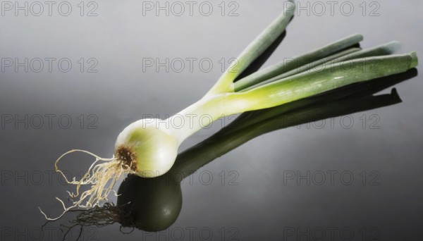 Vegetable, spring onion or spring onion, also known as winter onion, Allium fistulosum