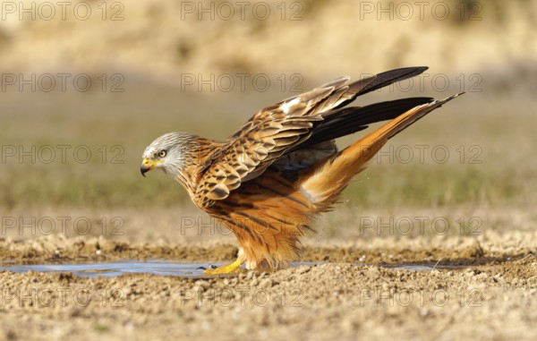 Red kite (Milvus milvus) bathing, Pyrenees, Spain, Europe