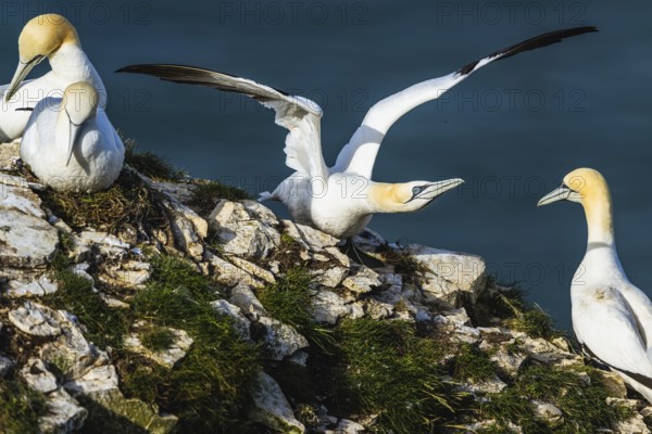Northern Gannet, Morus bassanus, birds on cliff, Bempton Cliffs, North Yorkshire, England, United Kingdom, Europe