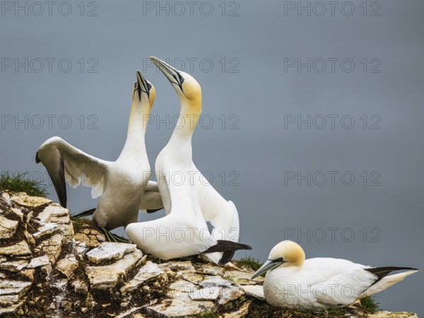 Northern Gannet, Morus bassanus, birds on cliff, Bempton Cliffs, North Yorkshire, England, United Kingdom, Europe