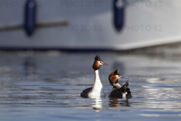 Great crested grebe (Podiceps cristatus) two adult birds performing their courtship display on a lake as a boat passes by in the background, Norfolk, England, United Kingdom, Europe