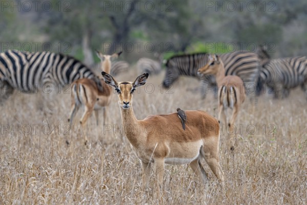 Impala (Aepyceros melampus), female with Red-billed Oxpecker (Buphagus erythrorynchus), in tall grass, Black Heeler Antelope, Kruger National Park, South Africa, Africa