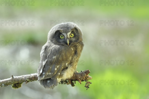 Tengmalm's owl (Aegolius funereus), young bird sitting on a branch, animal portrait, Rothaargebirge, Rothaarsteig, North Rhine-Westphalia, Germany, Europe