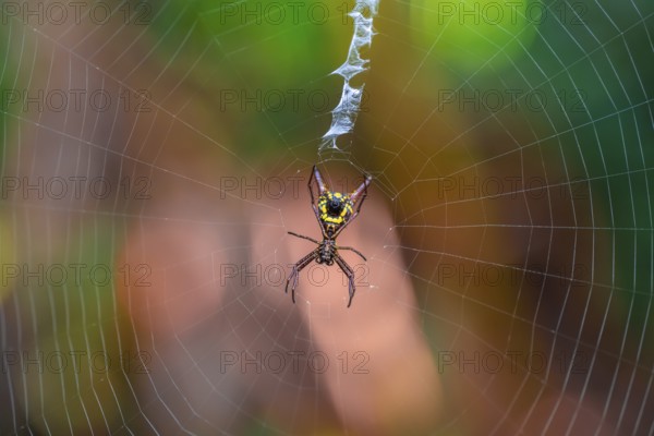 Wheel web spider (micrathena brevipes) in a spider web, Tortuguero National Park, Costa Rica, Central America