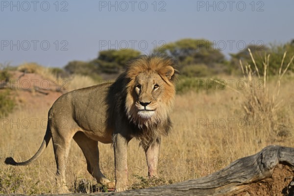 Lion (Panthera leo) male, standing in the grass in the savannah, Okonjima Game Farm, Namibia, Africa