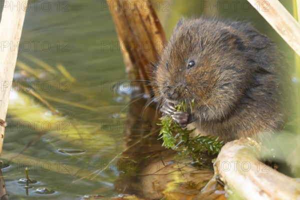 Water vole (Arvicola amphibius) adult rodent animal feeding on pondweed in a reedbed on a pond, England, United Kingdom, Europe