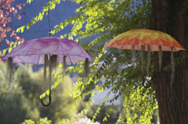 Colourful umbrellas hanging in the air, shade, summer, decoration, winter promenade, promenade, backlight, Merano, Meran, South Tyrol, Autonomous Province of Bolzano, Italy, Europe