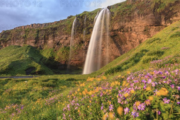 Waterfall on a steep slope, flower meadow, summer, evening light, midnight sun, long exposure, Seljalandsfoss, Southwest Iceland, Iceland, Europe