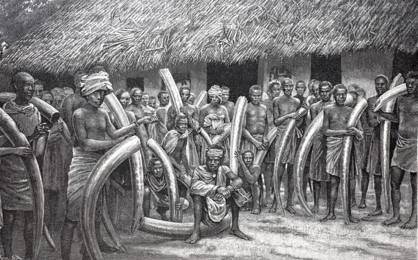 Ivory caravan arriving in Bagamoyo in Tanzania, 1895, elephant tusks, poachers, reproduction of an original, around 1900, historical