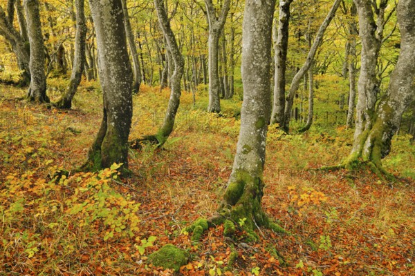 Gnarled beech forest in autumn on the Weissenstein, Swiss Jura in the canton of Solothurn, Switzerland, Europe