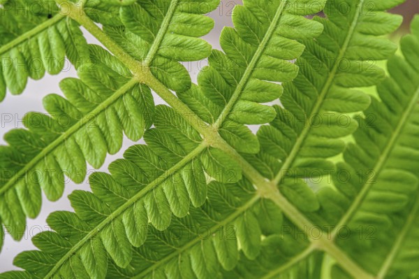 Close-up of a green fern shows its complex texture