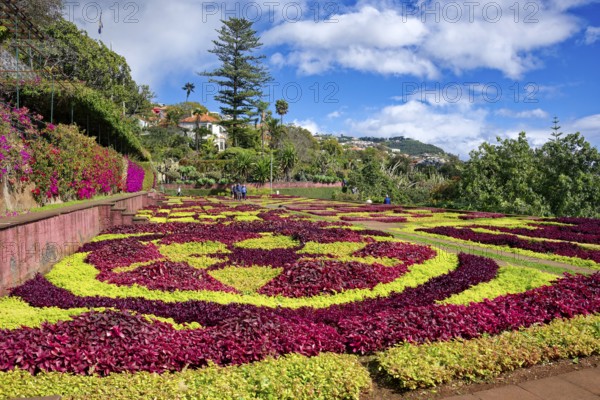 Flowerbeds planted as a pattern, Botanical Garden, Jardim Botanico, Funchal, Madeira, Portugal, Europe