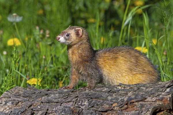 Erythristic European polecat (Mustela putorius) on the hunt, looking for prey from fallen tree trunk in meadow