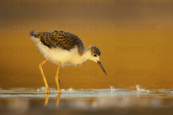 Black-winged Stilt (Himantopus himantopus) juvenile foraging, North Rhine-Westphalia, Germany, Europe