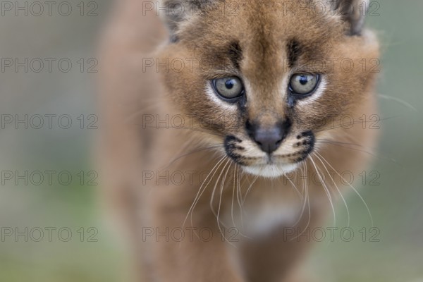 Caracal (Caracal caracal) cub portrait, Castile-La Mancha, Spain, Europe