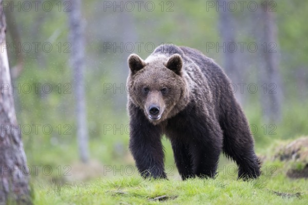 Brown bear (Ursus arctos) in the Finnish taiga, Kuusamo, Finland, Europe