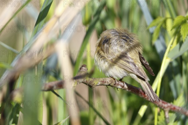 Chiffchaff or willow warbler (Phylloscopus collybita), sleeping animal in the biotope, Flusslandschaft Peenetal nature park Park, Mecklenburg-Western Pomerania, Germany, Europe