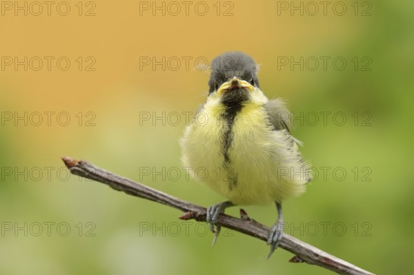 Great tit (Parus major), young bird, North Rhine-Westphalia, Germany, Europe