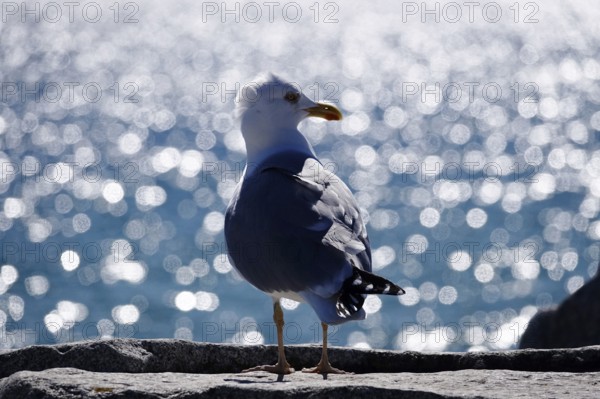 Seagull in front of the glittering waters of the Baltic Sea, Mecklenburg-Vorpommern, Germany, Europe