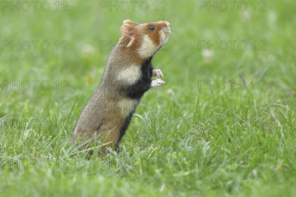 Field hamster (Cricetus cricetus), standing upright in meadow, Vienna, Lower Austria, Austria, Europe