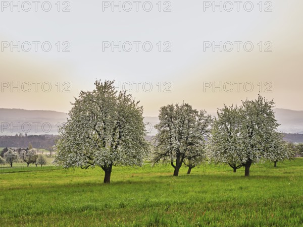 Blossoming pear trees in front of a sky full of Sahara dust, Beinwil Freiamt, Canton Aargau, Switzerland, Europe