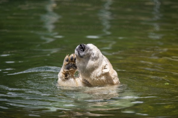 Polar bear (Ursus maritimus) swimming in the water, captive, Germany, Europe