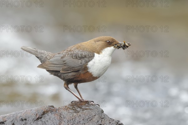 White-throated Dipper (Cinclus cinclus) on a stone on the bank of a river, wildlife, nature photography, songbird, Siegerland, North Rhine-Westphalia, Germany, Europe