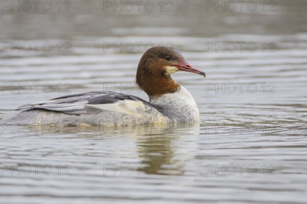 Goosander (Mergus merganser) wbl Germany