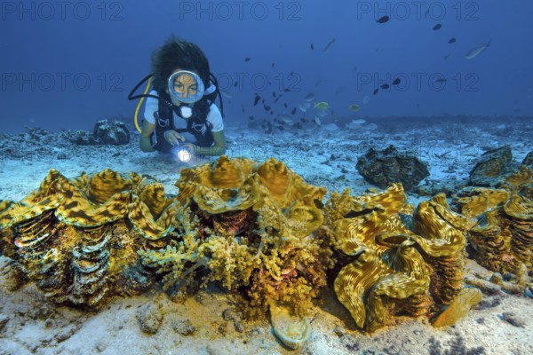 Underwater photo of female diver looking at illuminated group of giant clams (Tridacna maxima) popular name killer clam, eastern Indian Ocean, Andaman Sea, Racha Yai, Thailand, Asia