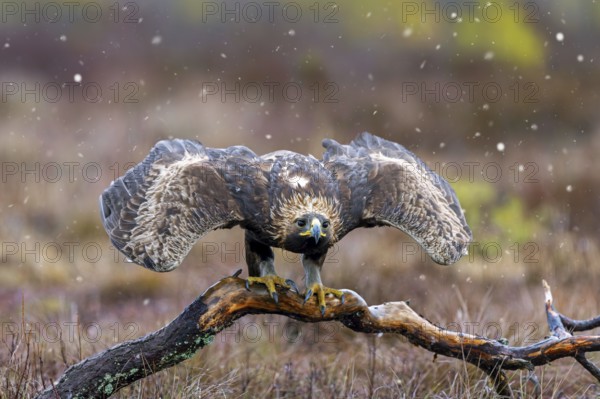 European golden eagle (Aquila chrysaetos chrysaetos) taking off from branch in moorland, heathland during snow shower in winter