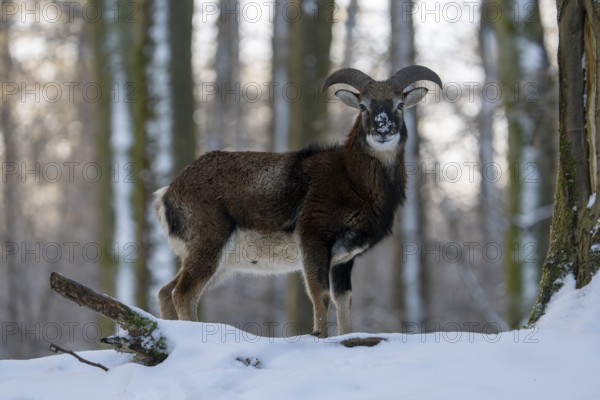 Mouflon (Ovis-gmelini) in winter in the forest, Vulkaneifel, Rhineland-Palatinate, Germany, Europe