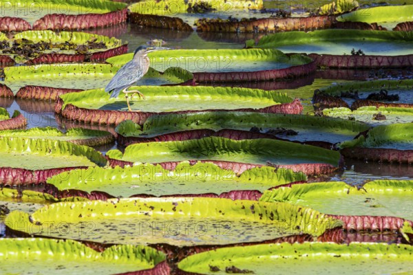 Mongrove Heron (Butorides striatus) Pantanal Brazil