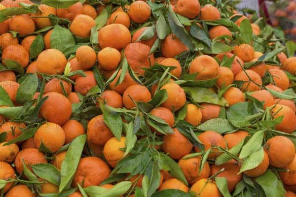 Market sale of oranges and clementines in the medina of Essaouira, Morocco, Africa