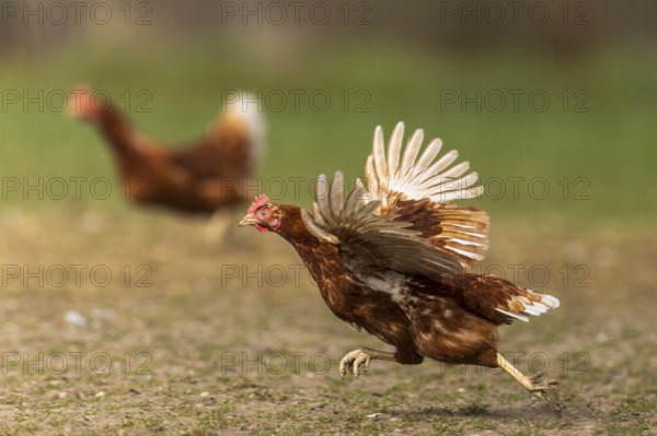 A chicken running across the ground with its wings spread, domestic chicken, Rhineland-Palatinate, Germany, Europe
