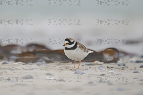 Common ringed plover (Charadrius hiaticula) on the beach, Düne, Helgoland, Schleswig-Holstein, Germany, Europe