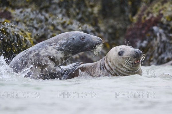 Grey seal (Halichoerus grypus) playing with each other in the water, sea, Düne, Helgoland, Schleswig-Holstein, Germany, Europe