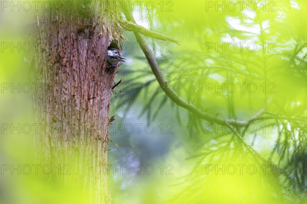 Great spotted woodpecker (Dendrocopos major), begging almost fledged young bird looking out of its nesting cavity, Bad Homburg, Hesse, Germany, Europe