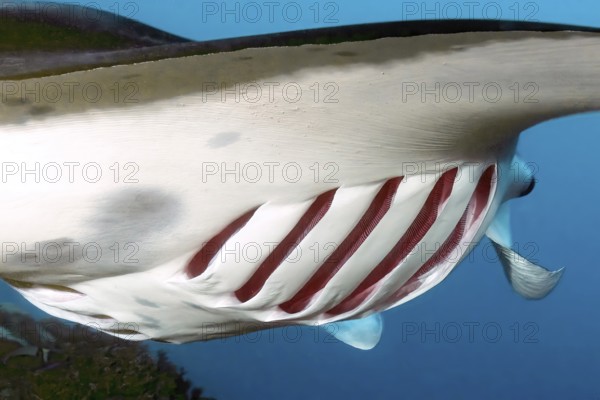 Close-up details of open gill slits with red gills respiratory organs of fish Giant ray (Manta) Devil ray, Pacific Ocean