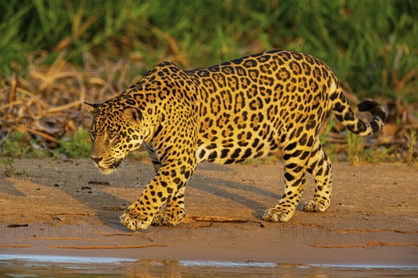 Jaguar (Panthera onca) Pantanal Brazil