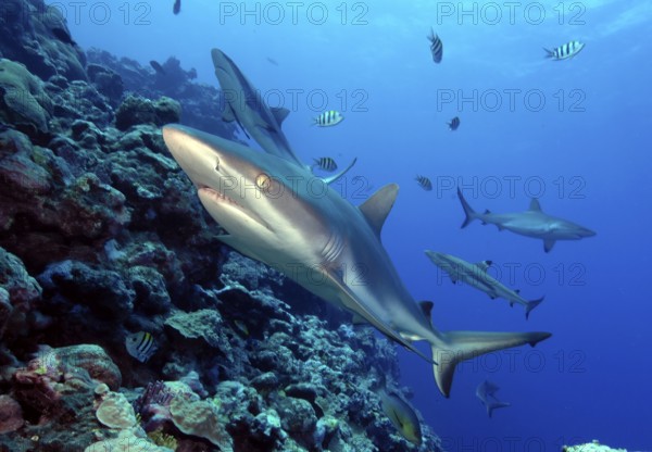 Underwater photo close-up of Grey reef shark (Carcharhinus amblyrhynchos) swimming over coral reef directly towards viewer, Pacific Ocean, Yap Island, Yap State, Caroline Islands, Federated States of Micronesia FSM, Australia, Oceania