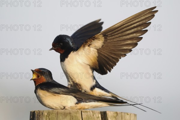 Two barn swallows (Hirundo rustica) mating on a post, male with outstretched wings, Hesse, Germany, Europe